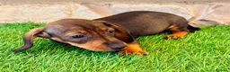 Teckel Miniatura perros en venta: Teckel Miniatura Hoja - Anuncio 15