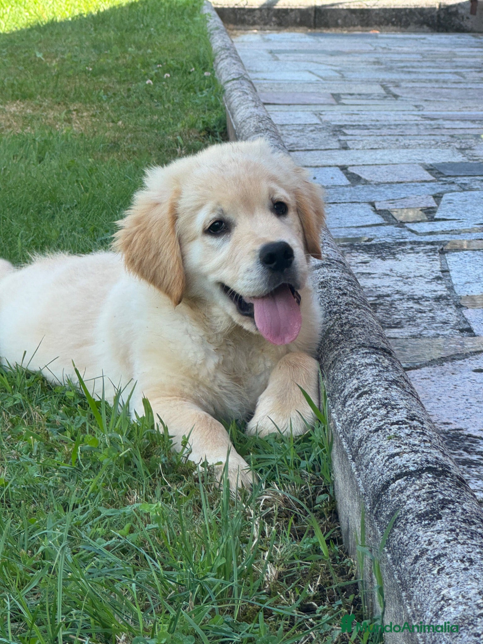 Golden Retriever perros Golden retriever  - Anuncio 3