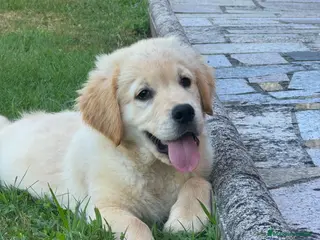 Golden Retriever perros Golden retriever - Anuncio 3