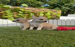 Chihuahua perros en venta: CHIHUAHUA MACHO - Imagen 3