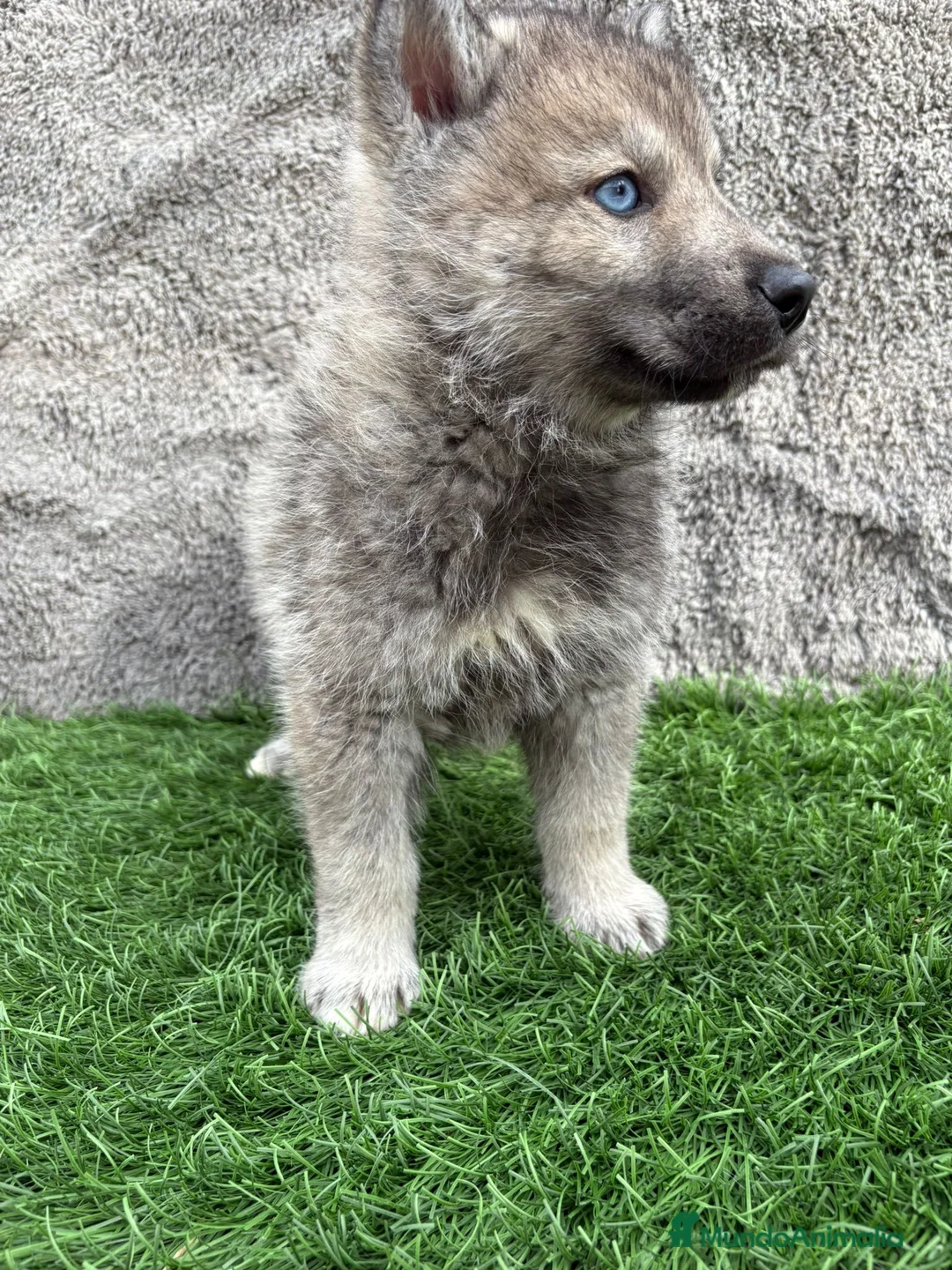 Husky Siberiano perros en venta: Macho de Husky siberiano agouti ojo azul  - Anuncio 6