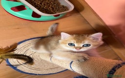 Británico de Pelo Corto gatos en venta: British golden en venta, macho y hembra - Imagen 6