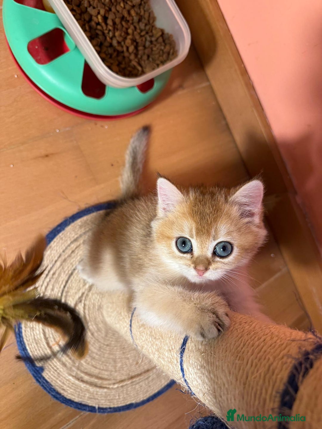 Británico de Pelo Corto gatos en venta: British golden en venta, macho y hembra - Imagen 6