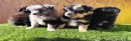 Raza Mixta perros en venta: Borderpom o mini bordercollie  - Anuncio 2