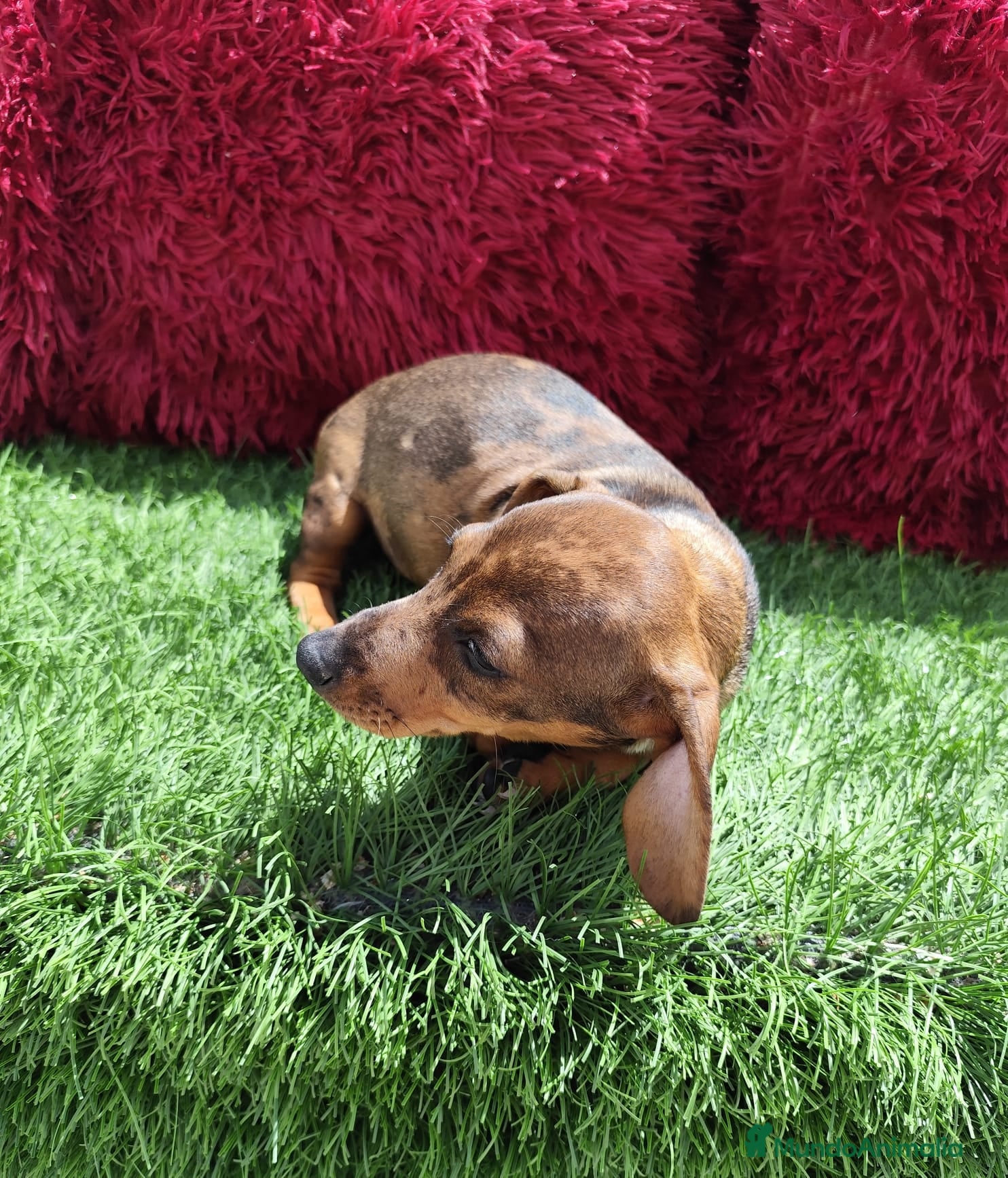 Teckel perros en venta: Teckel Miniatura choco merle - Anuncio 11