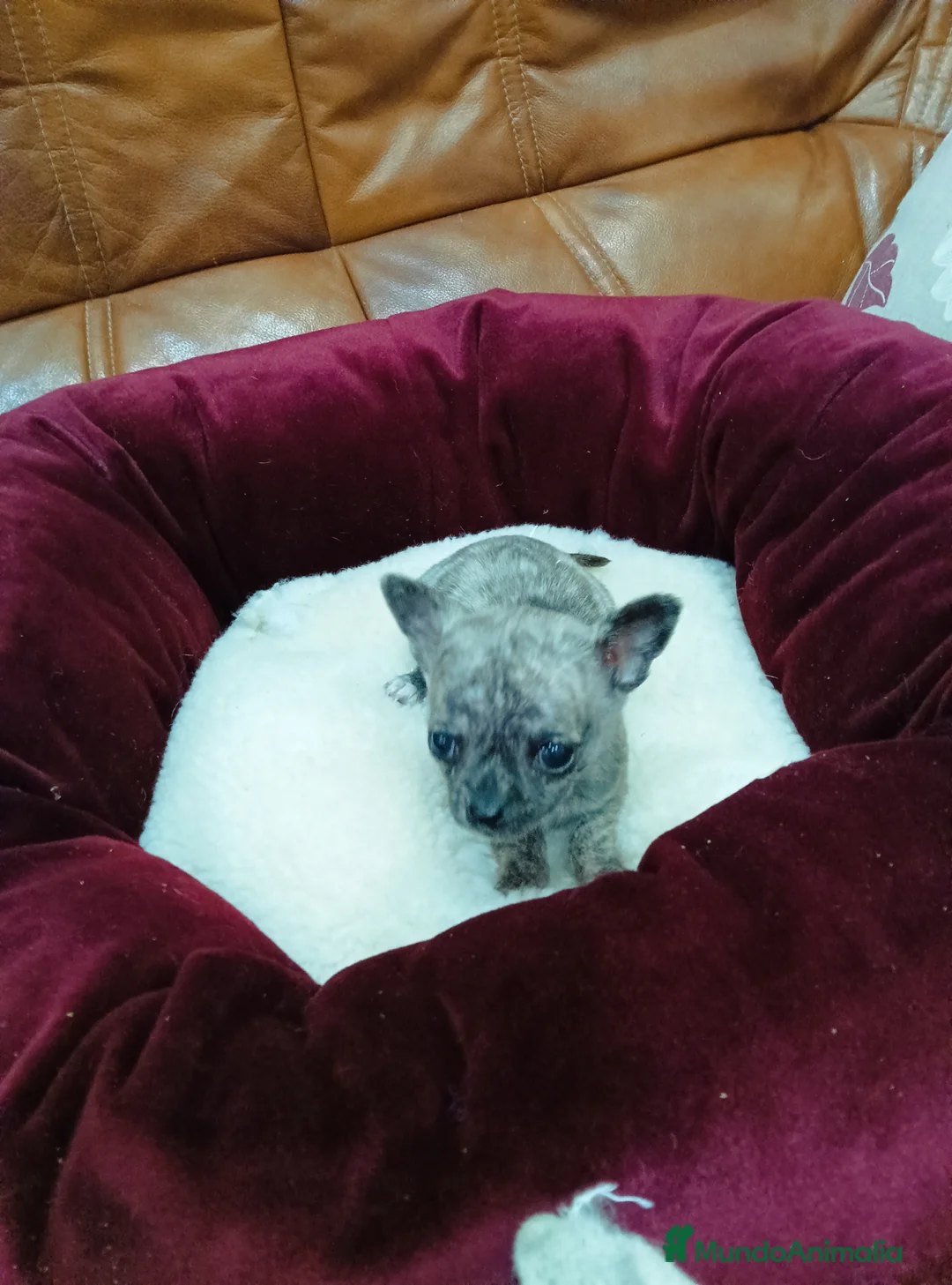 Chihuahua perros en venta: CHIHUAHUA TOY - Anuncio 1