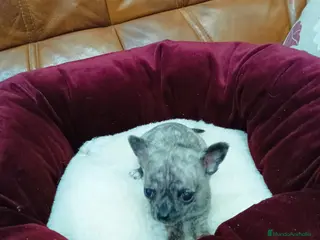 Chihuahua perros CHIHUAHUA TOY - Anuncio 1