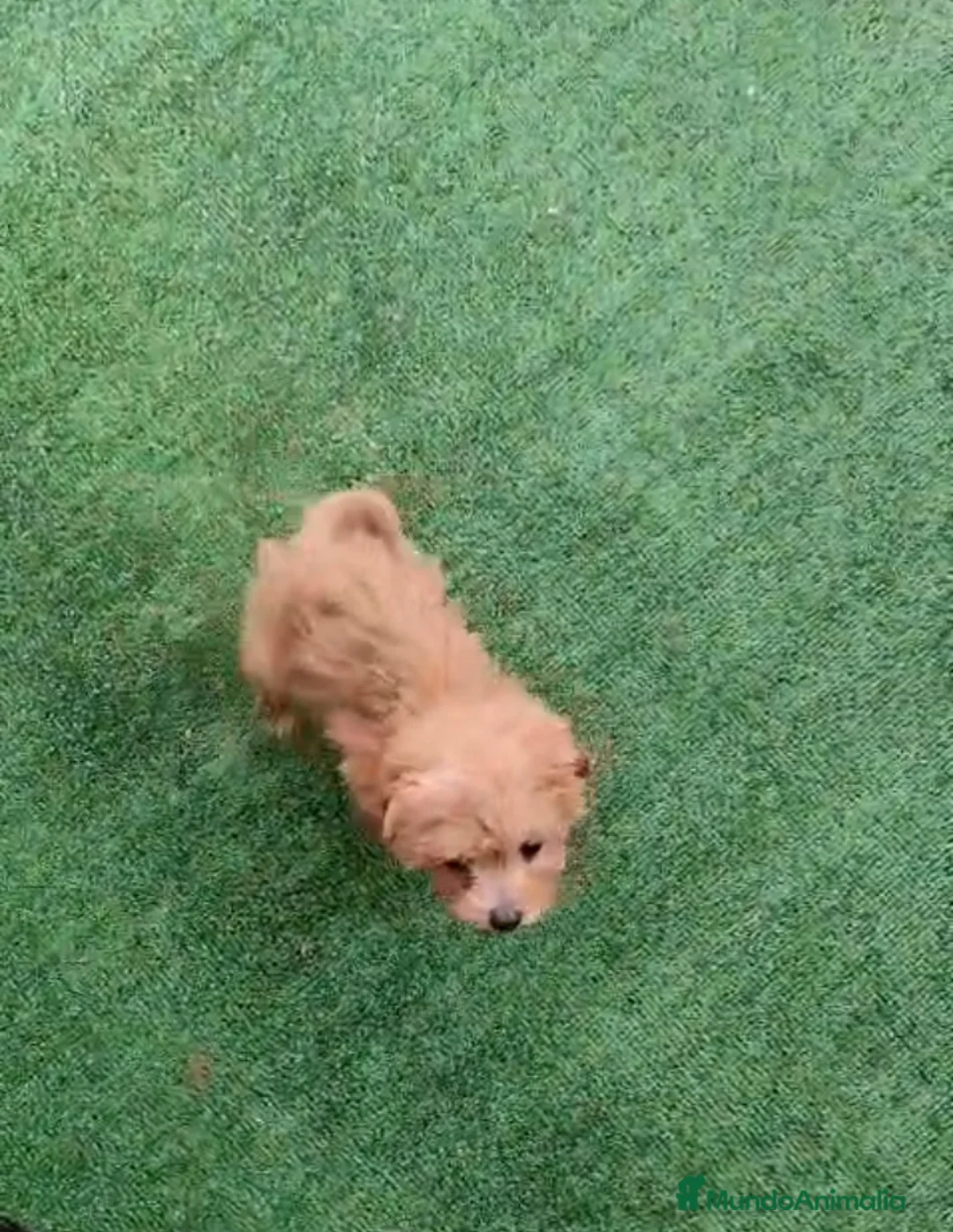 Caniche Toy perros en venta: Caniche hembra toy - Anuncio 4