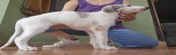 Borzoi perros en venta: Borzoi - Anuncio 6