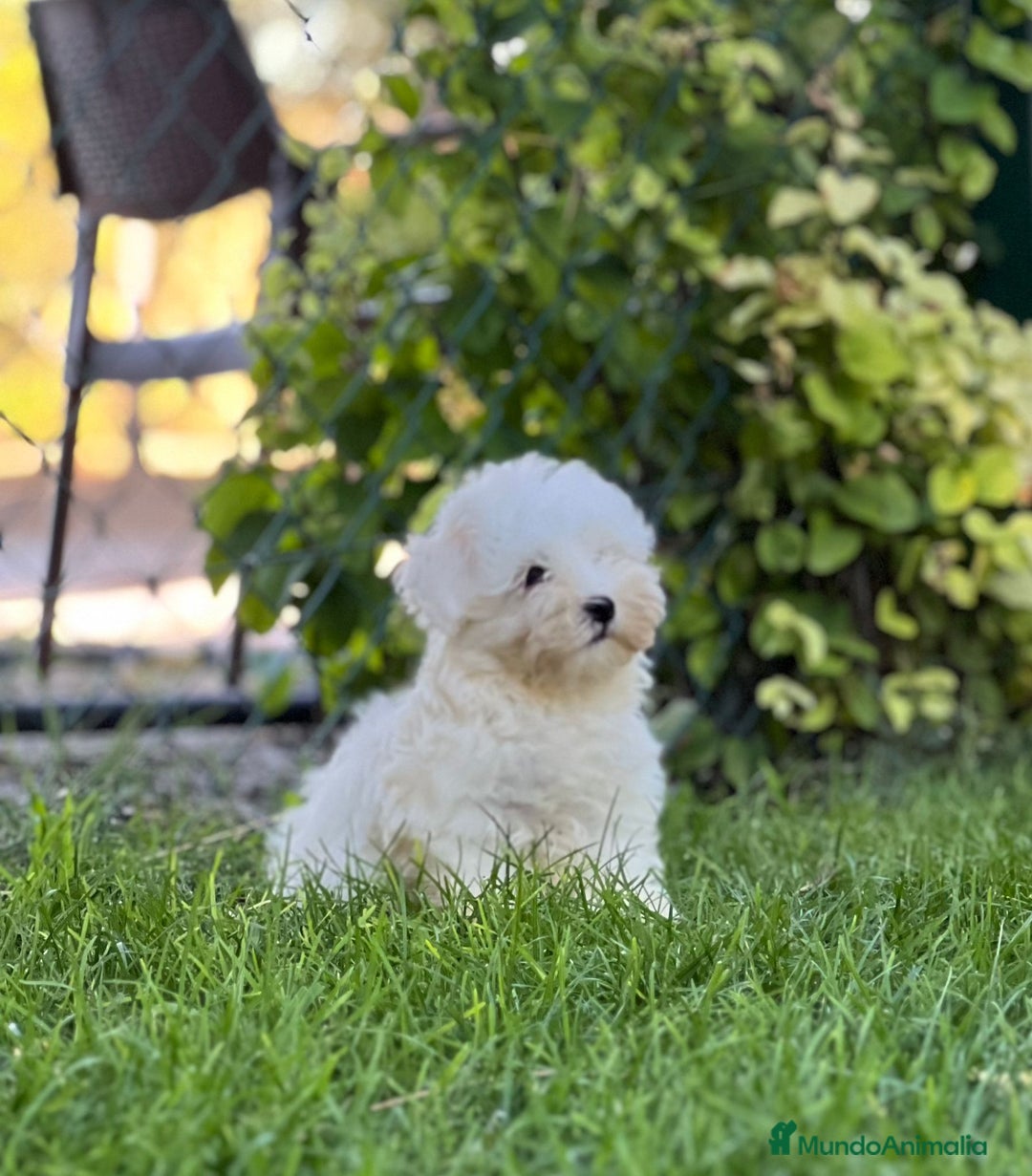 Bichón Maltés perros en venta: Bichón maltés  - Imagen 3