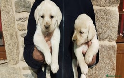 Labrador Retriever perros en venta: Labrador retriever  - Anuncio 2