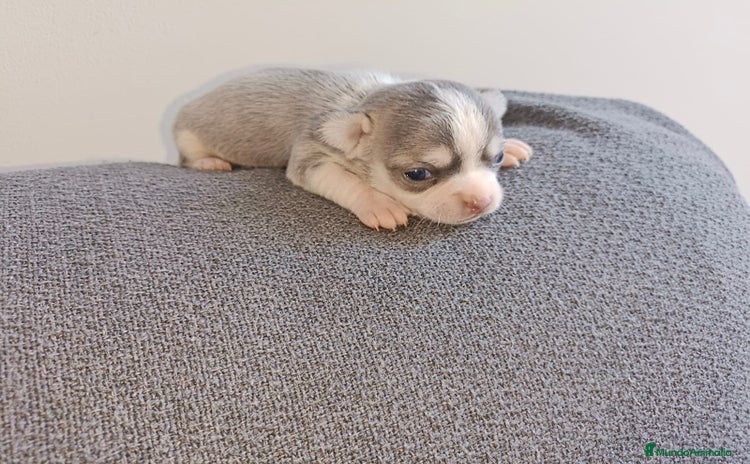 Chihuahua perros - Anuncio 9