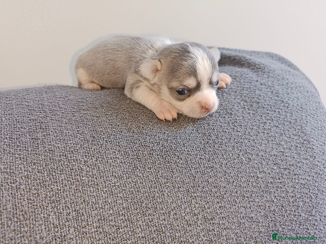 Chihuahua perros en venta: Chihuahua mini toy  - Imagen 1
