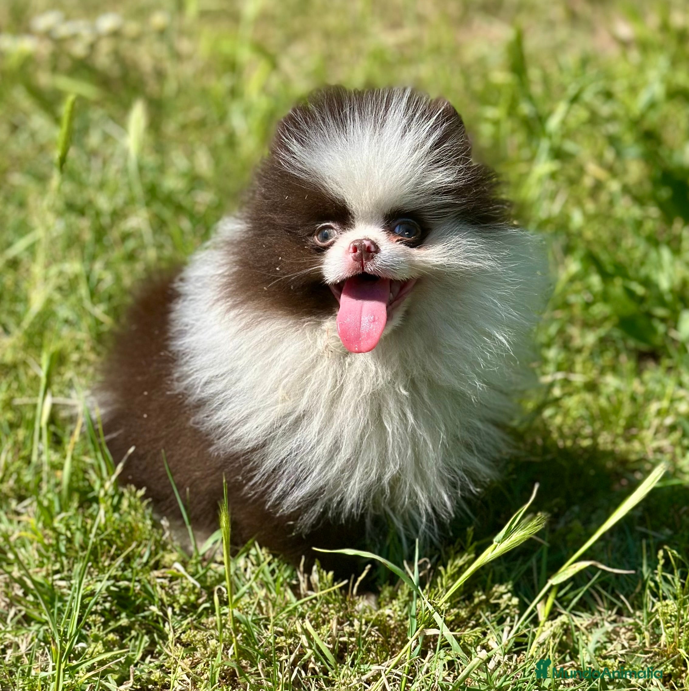 Pomerania perros EXCLUSIVA LULU POMERANIA MINITOY - Anuncio 12