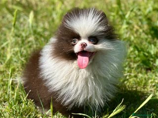 Pomerania perros EXCLUSIVA LULU POMERANIA MINITOY - Anuncio 29