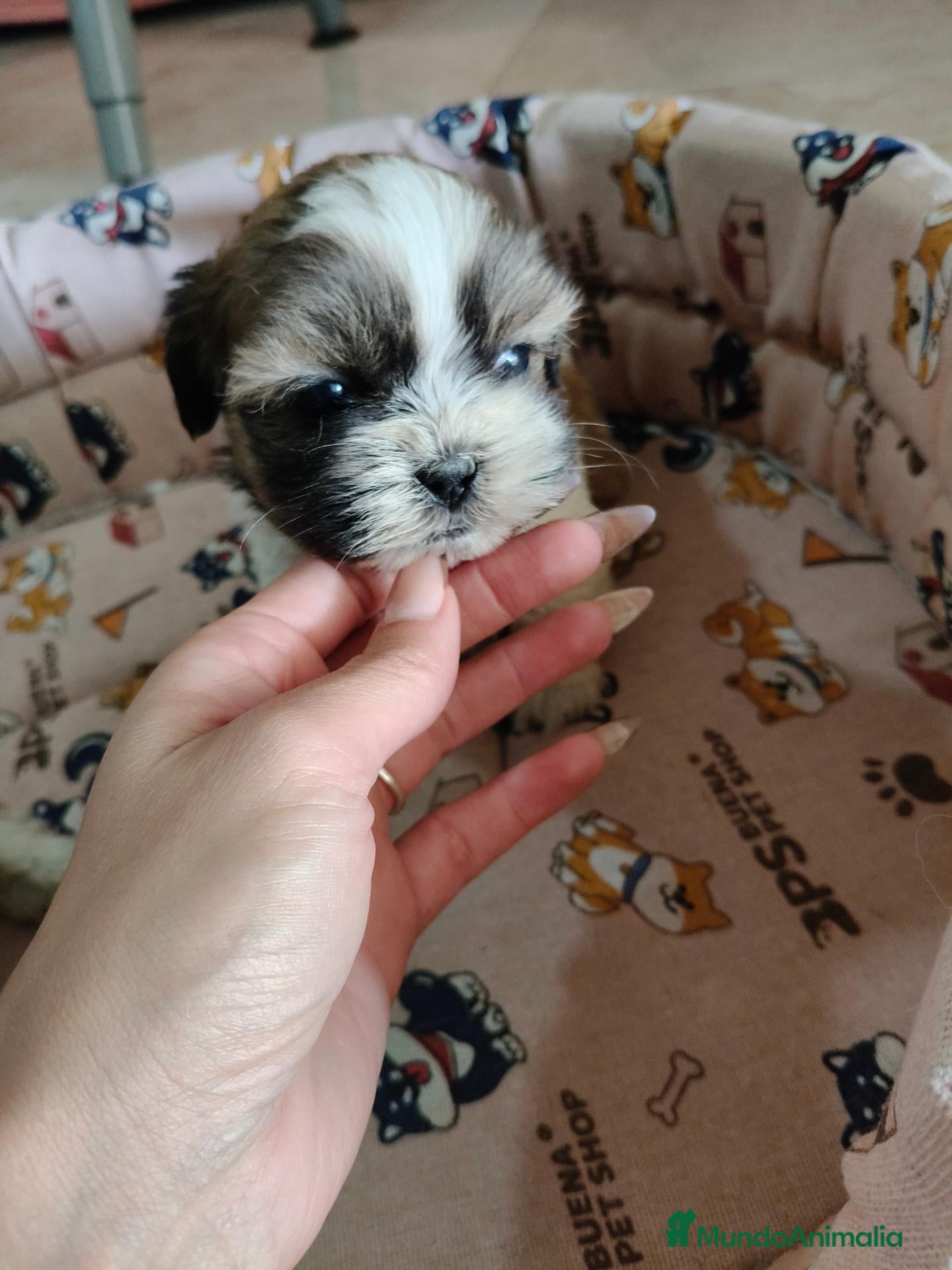 Shih Tzu perros en venta: Cachorros de Shih Tzu - Anuncio 3