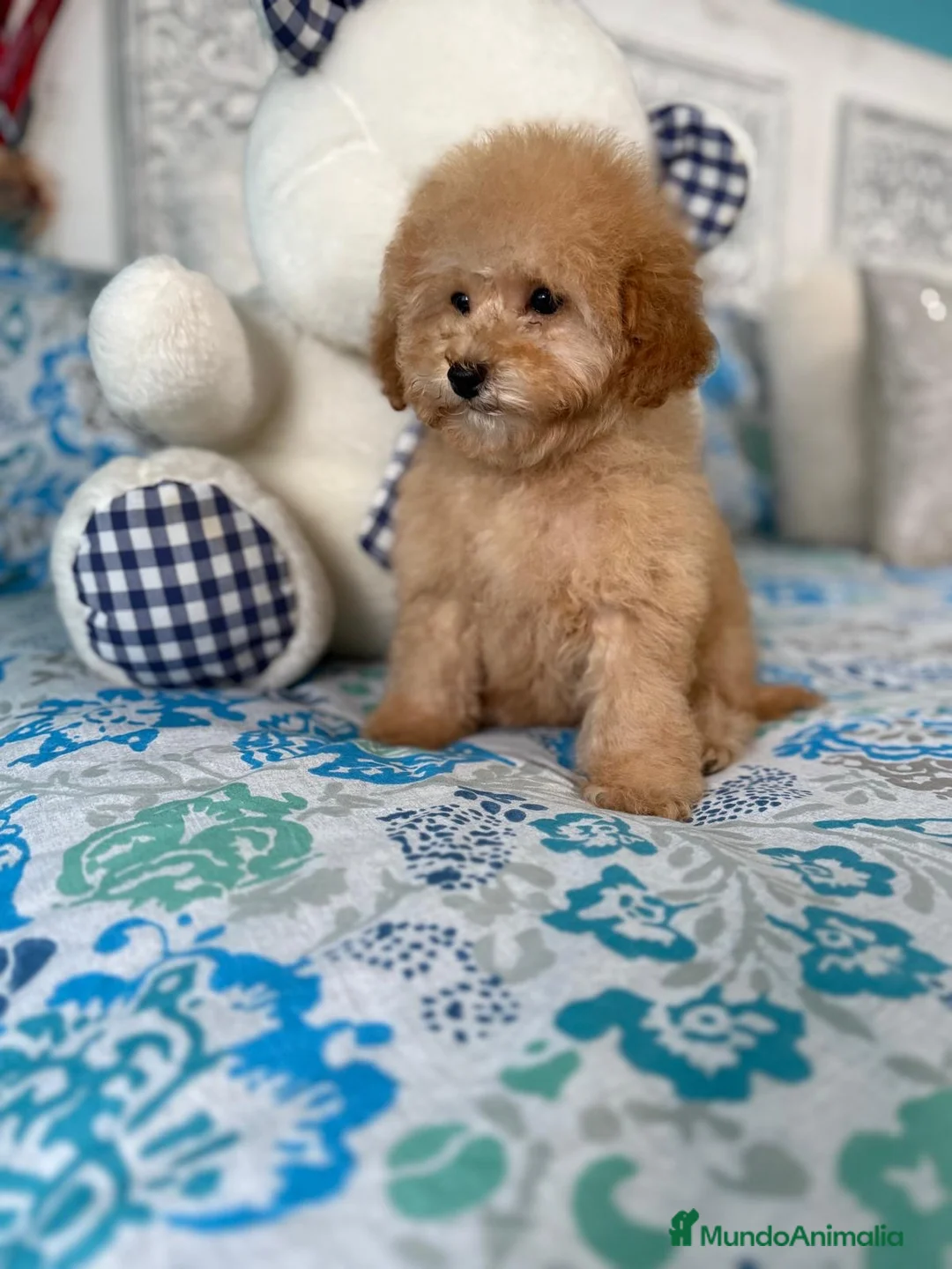 Caniche Toy perros en venta: Caniche Toy Apricot hembra disponible  - Anuncio 3