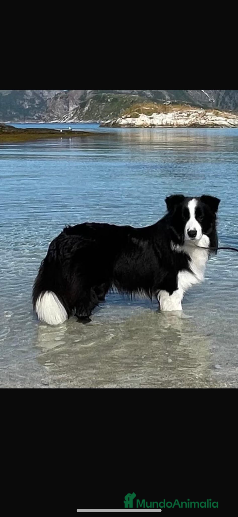 Border Collie perros Se venden cachorros Border Collie!!! - Anuncio 2