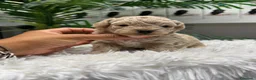 Maltipoo perros en venta: MALTIPOO HEMBRA - Anuncio 8