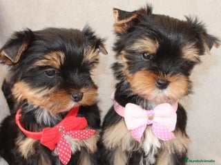 Yorkshire Terrier perros en Barcelona - Anuncio 18