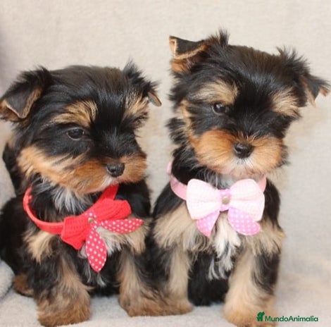 Yorkshire Terrier perros en Barcelona - Anuncio 1