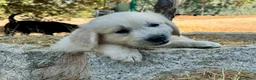 Golden Retriever perros en venta: Golden retriever  - Anuncio 13