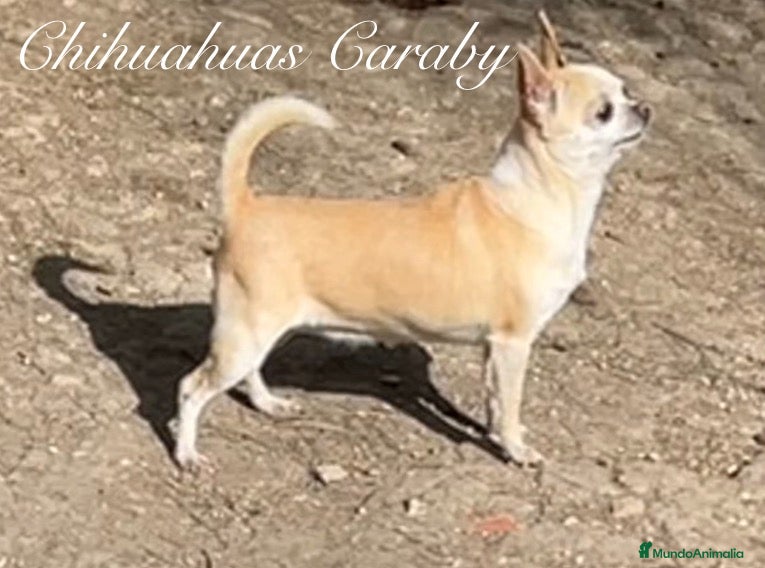 Chihuahua perros Caraby Chihuahuas en Benidorm  en Alicante - Anuncio 17