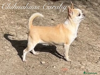 Chihuahua perros en Alicante - Anuncio 27