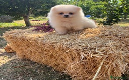 Pomerania perros en venta: Pomerania listo para conocer su nueva familia  - Imagen 2