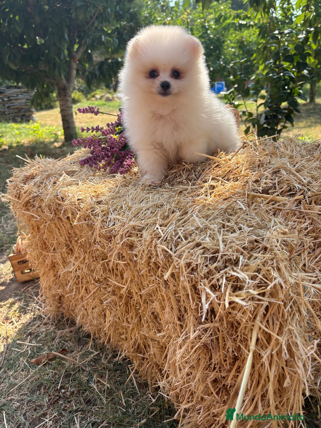 Pomerania perros en venta: Pomerania listo para conocer su nueva familia  - Imagen 2