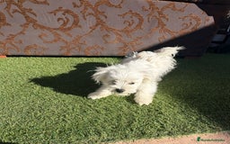 Raza Mixta perros en venta: Maltipom - Imagen 12