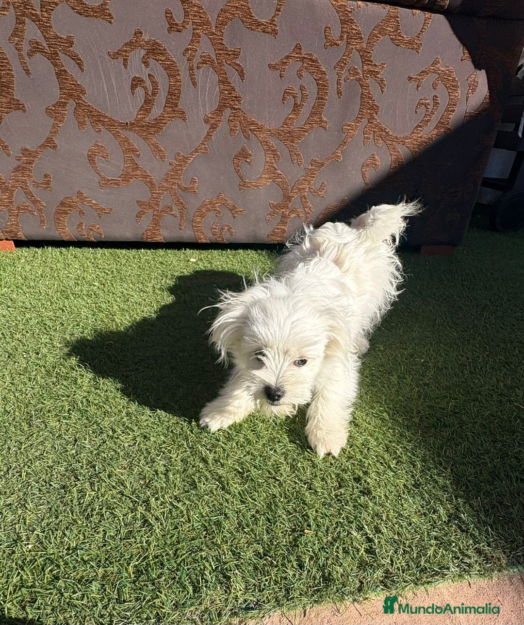 Raza Mixta perros en venta: Maltipom - Imagen 12