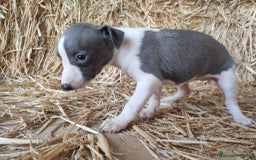 Whippet perros en venta: Whippet  - Imagen 5