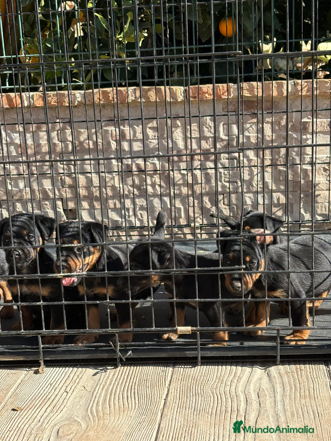Terrier Alemán de Caza perros en venta: Disponibles cachorros Jagd terrier  - Anuncio 9