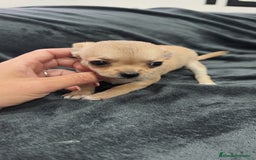 Chihuahua perros en venta: Chihuahua hembra Toy  - Imagen 6