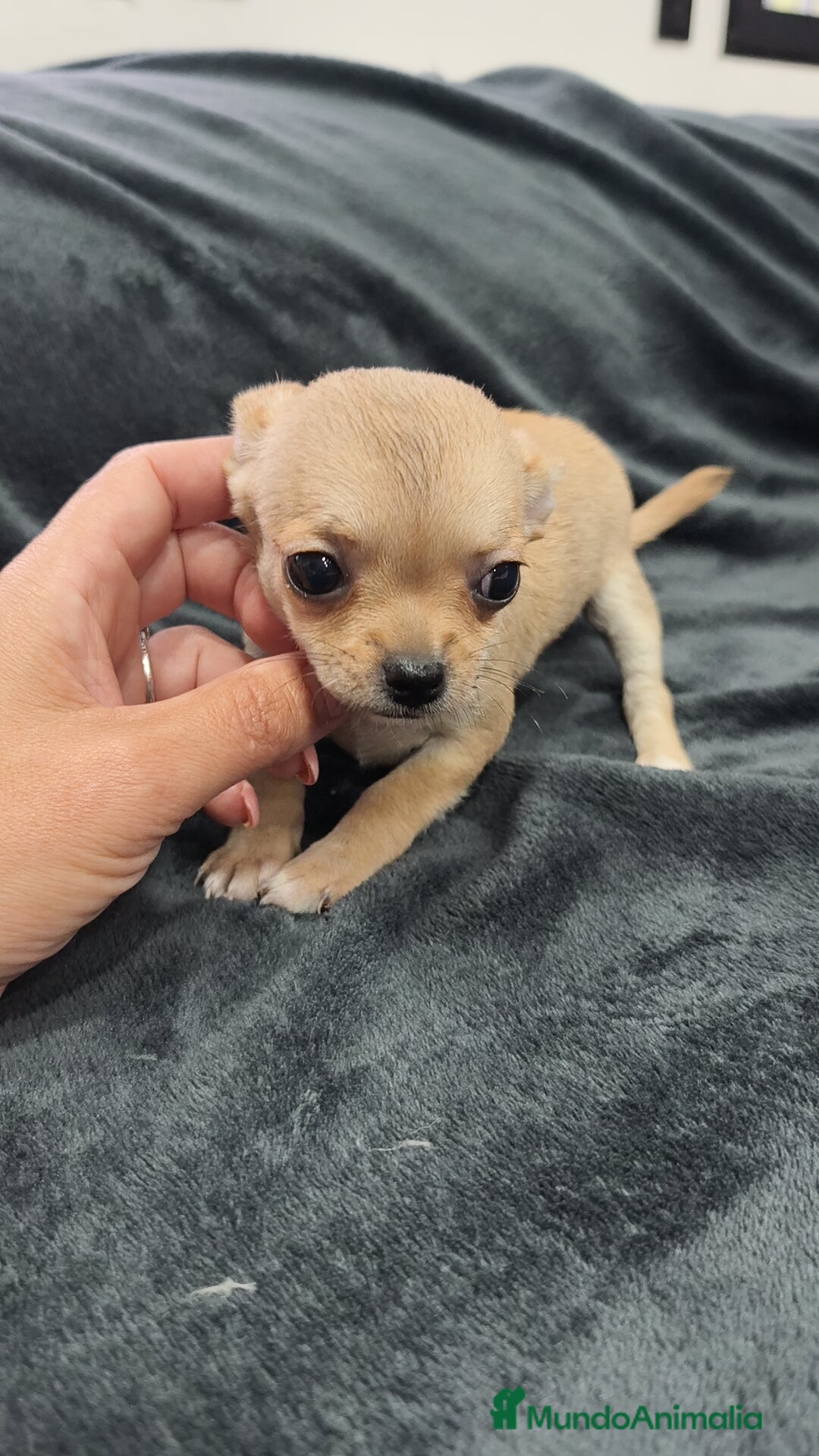 Chihuahua perros en venta: Chihuahua hembra Toy  - Imagen 6