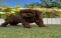 Perro de Agua Español perros en venta: PERRO DE AGUA HEMBRA - Imagen 22