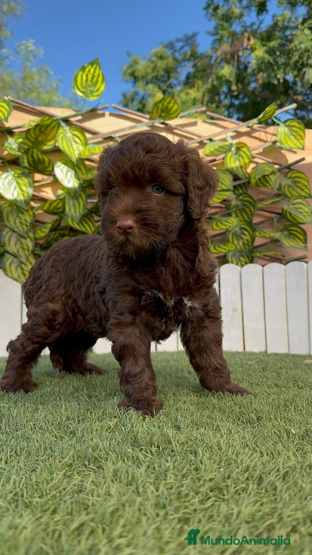 Perro de Agua Español perros en venta: PERRO DE AGUA HEMBRA - Imagen 22