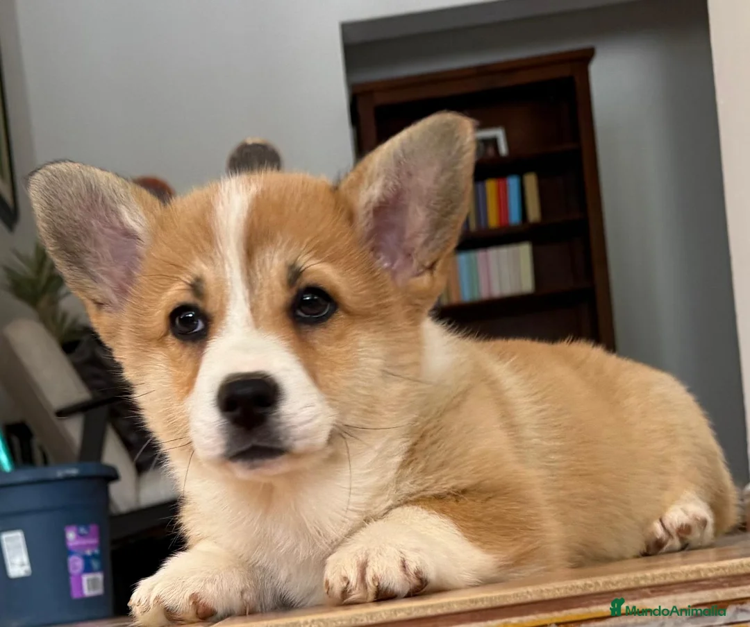 Welsh Corgi Pembroke perros en venta: Corgi pembroke cachorros 2026 valencia - Anuncio 1