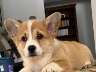 Welsh Corgi Pembroke perros en venta: Corgi pembroke cachorros 2026 valencia - Anuncio 4