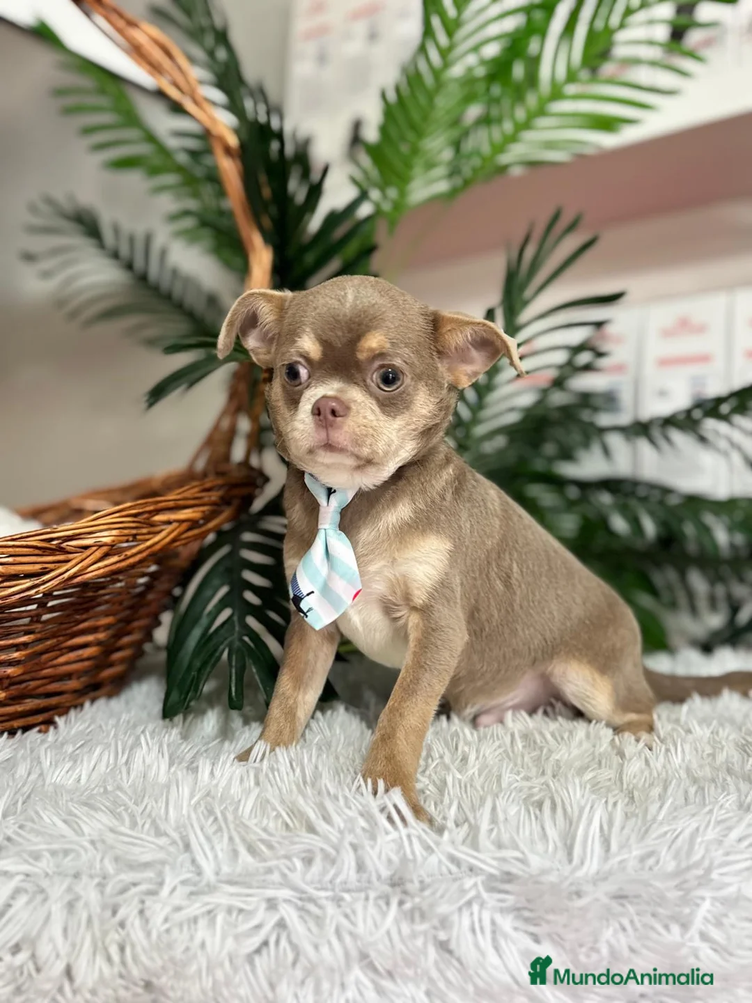 Chihuahua perros en venta: CHIHUAHUA BLUE 6 MESES - Anuncio 12