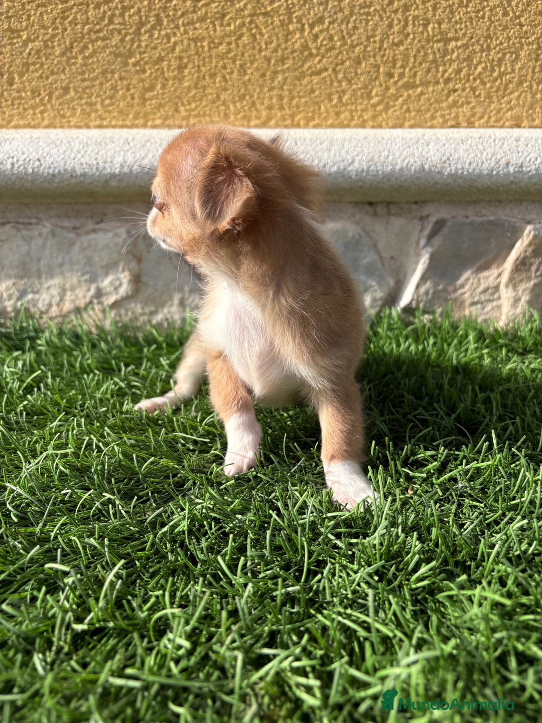 Chihuahua perros en venta: Chihuahua mini Toy pelo largo chocolate - Anuncio 8