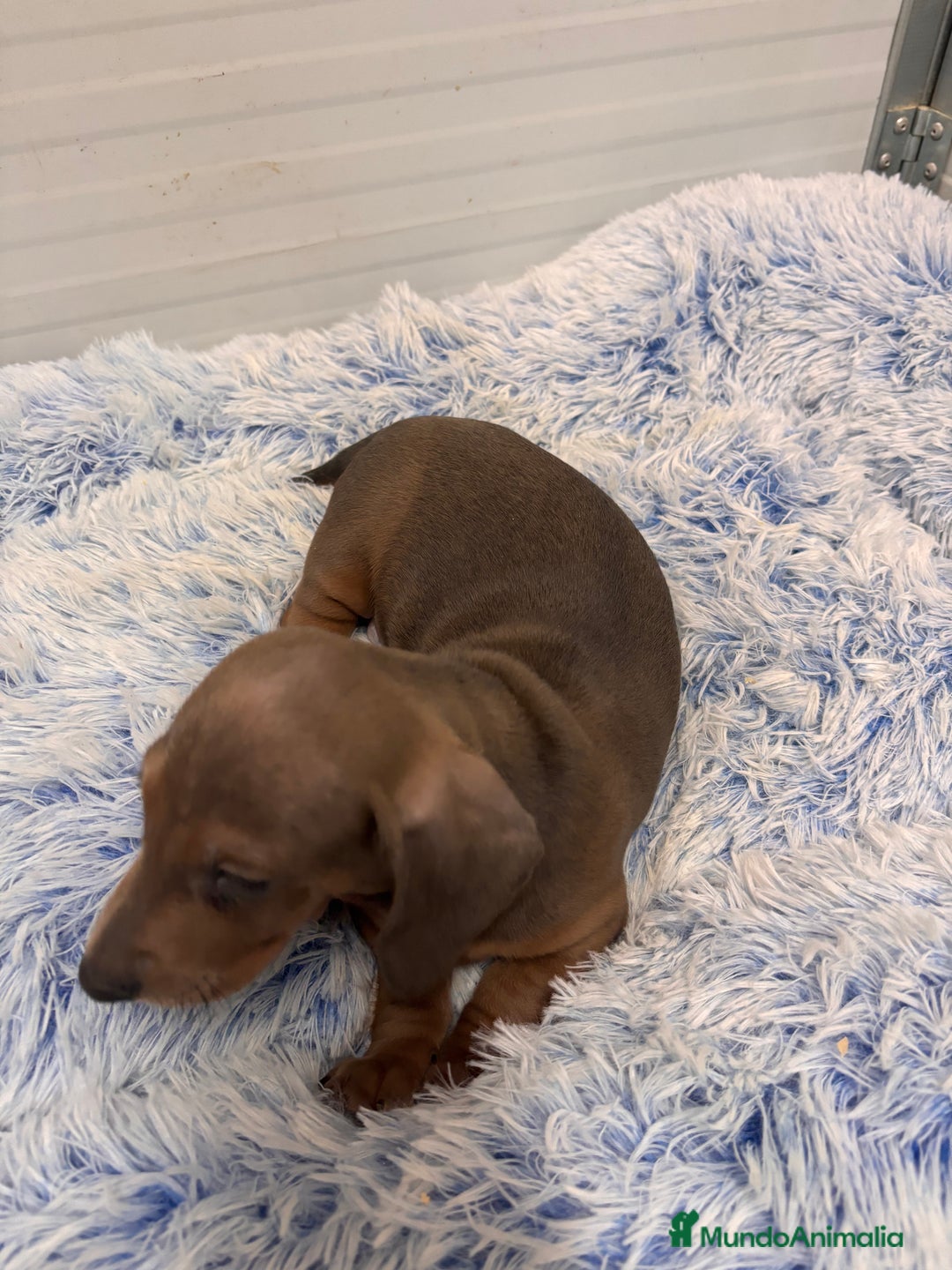 Teckel perros en venta: TECKEL STANDARD - Anuncio 2