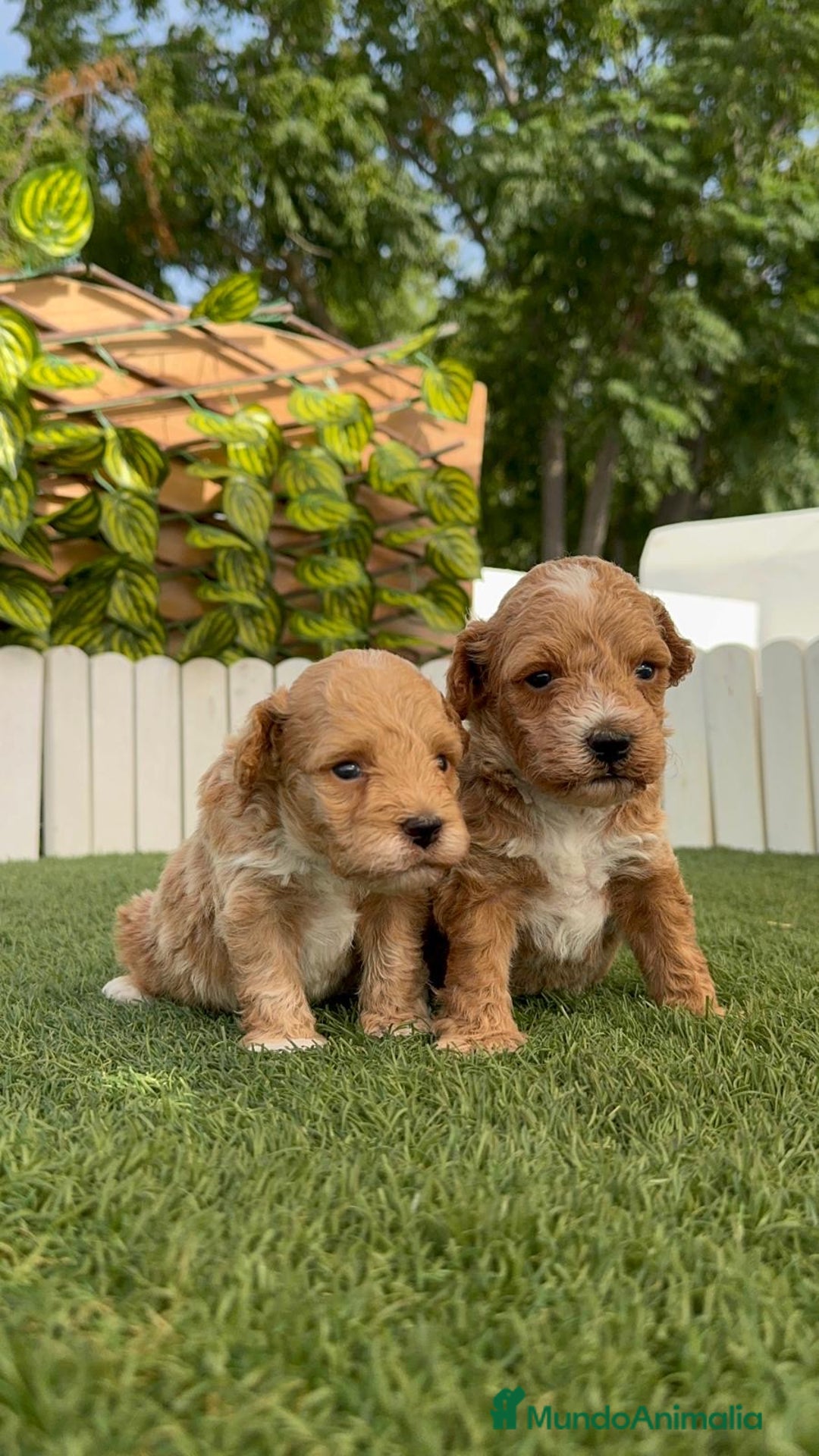 Caniche Toy perros en venta: CANICHE TOY MACHO - Imagen 4