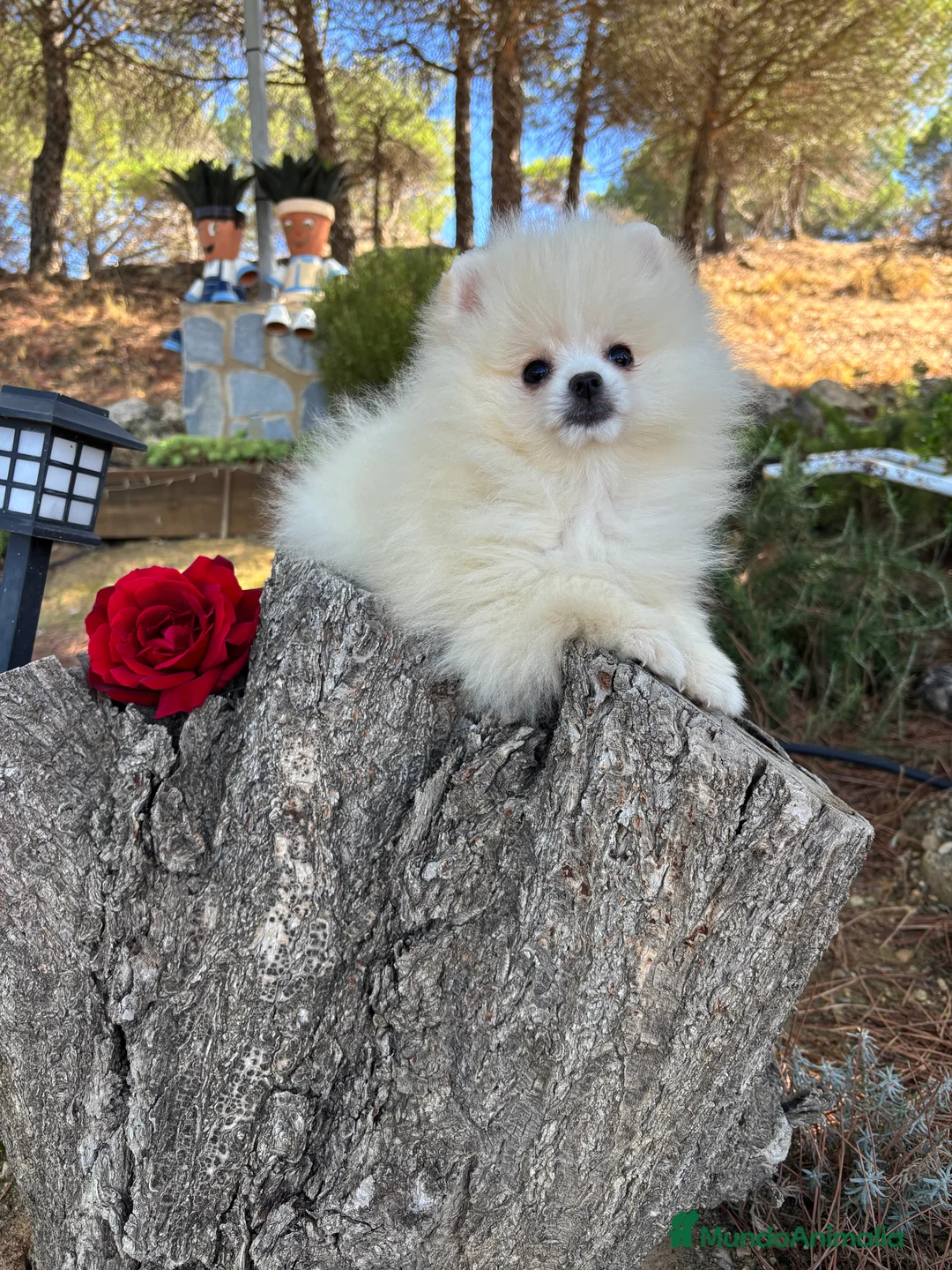 Pomerania perros en venta: Pomerania (lulu de Pomerania )  - Anuncio 2