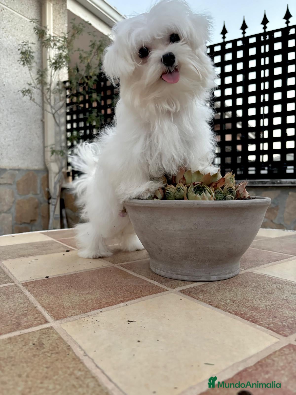 Bichón Maltés perros Bichon maltés toy - Anuncio 1