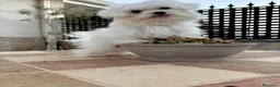 Bichón Maltés perros en venta: Bichon maltés toy - Anuncio 1