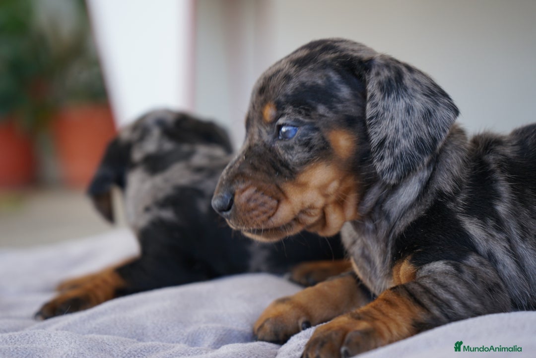 Teckel Miniatura perros en venta: 🐾 Florentina y Delfina – Teckel miniatura 🐾 - Imagen 4