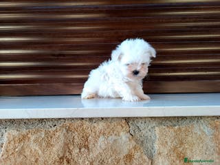 Bichón Maltés perros Bichón maltés toy - Anuncio 11