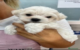 Bichón Maltés perros en venta: preciosos Bichon Maltés - Imagen 5